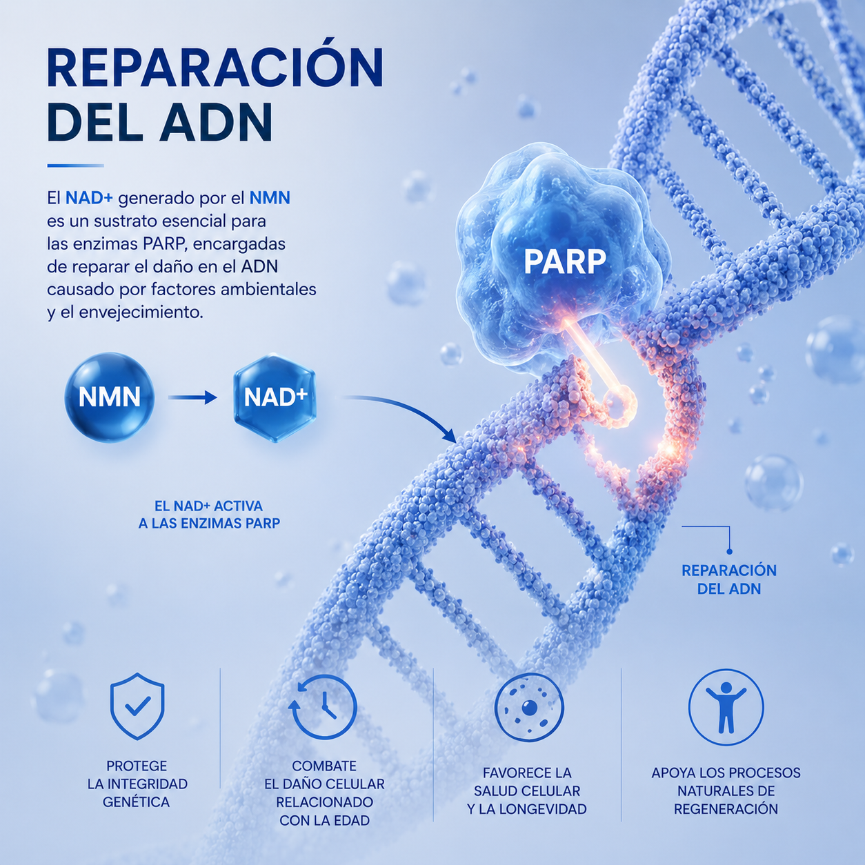 Mononucleótido de nicotinamida - Desbloquea tu potencial celular y redefine tu energía.